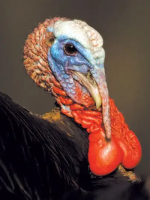 Many years of professional experience with many networks